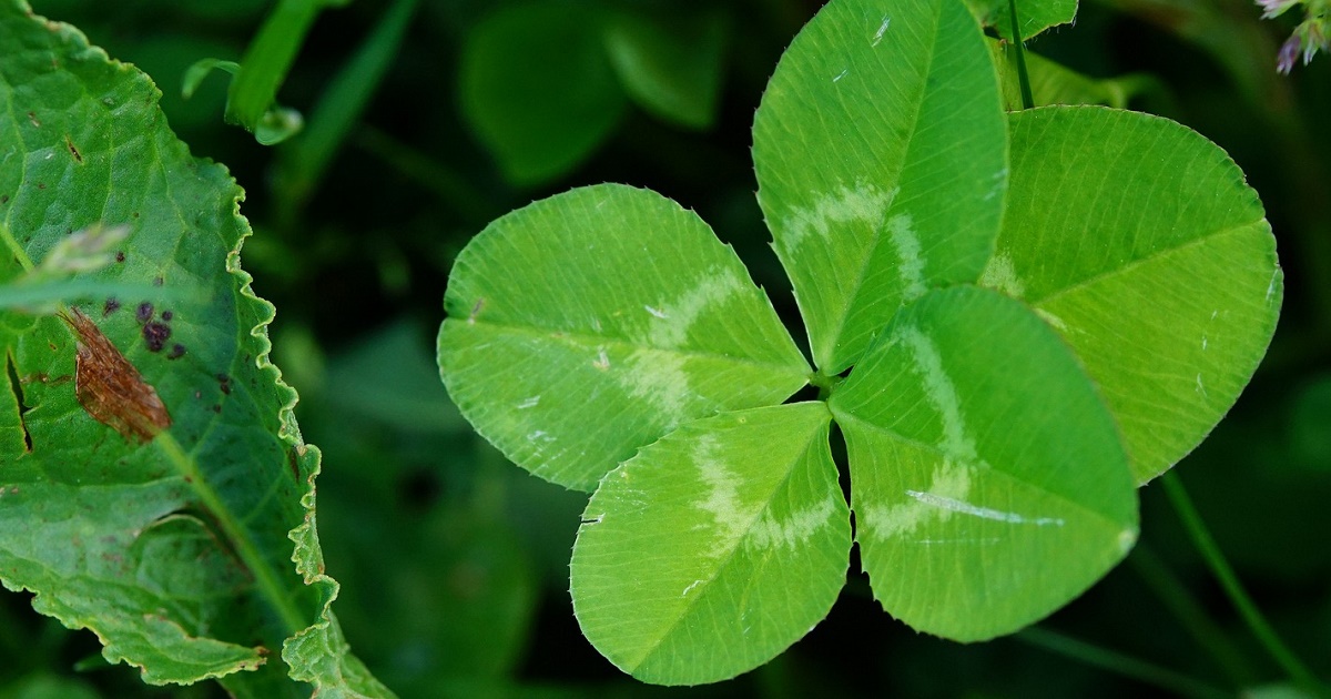 A image of 5 leaf clover meaning
